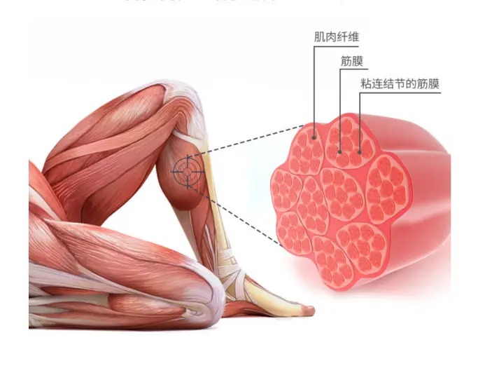 筋膜粘连如何改善？科学治疗方法。
